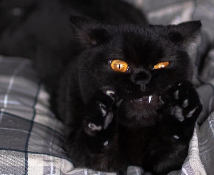 Būūūū!