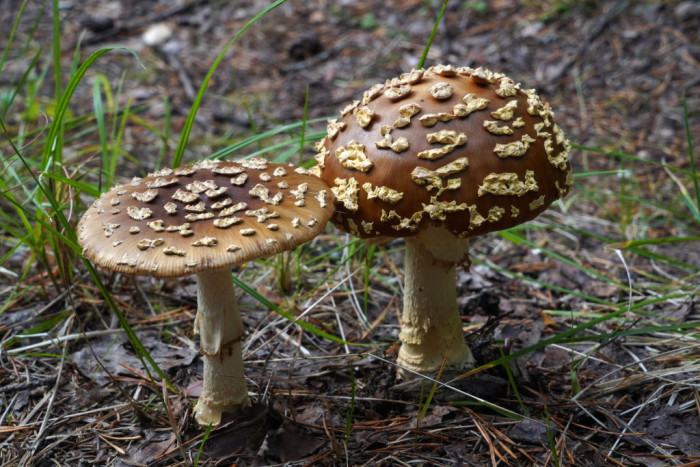 Brūnā mušmire