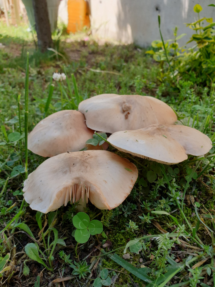 Patujāra šķiedrgalvīte